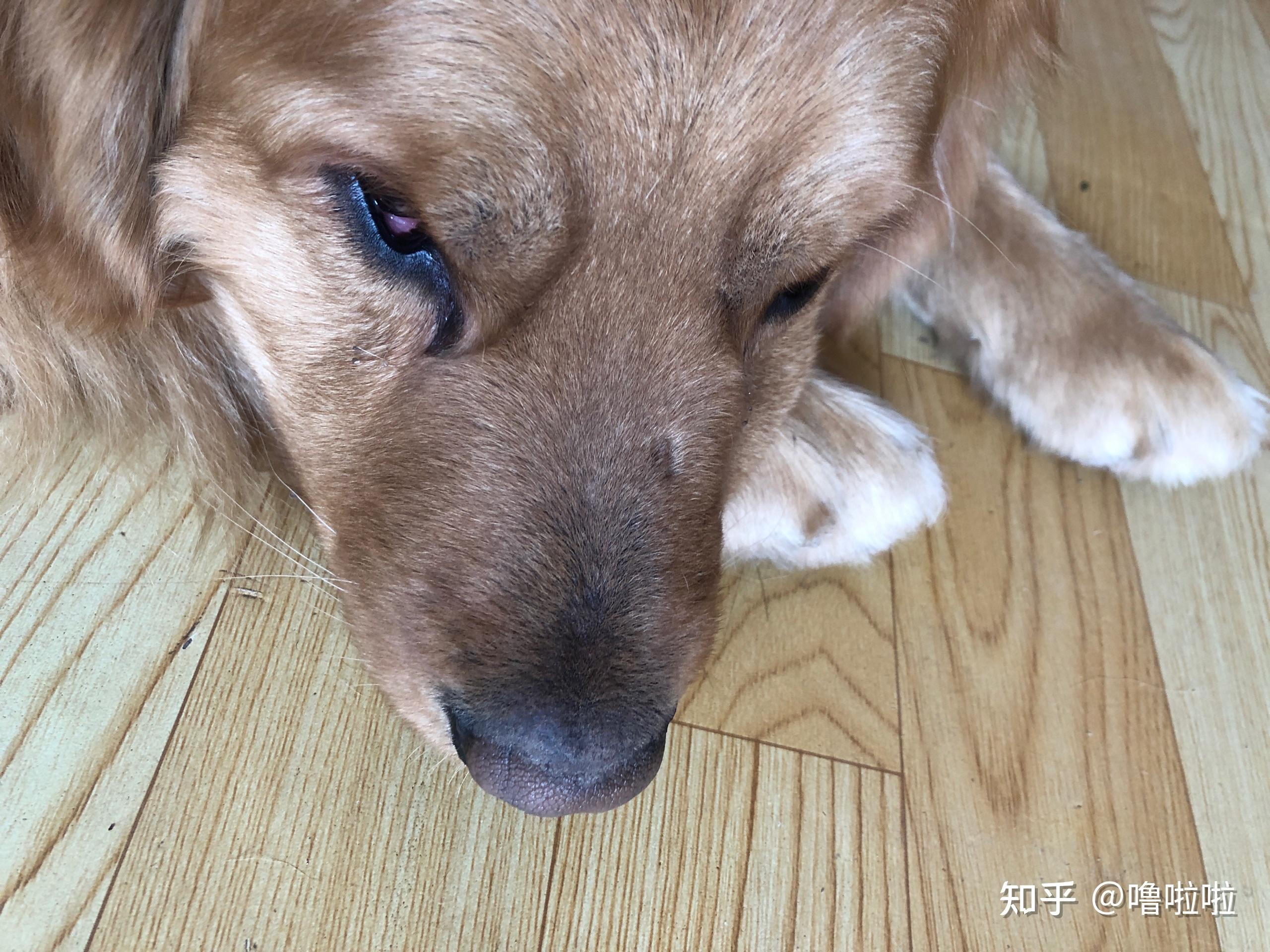 金毛下眼皮下垂而且发红是怎么回事