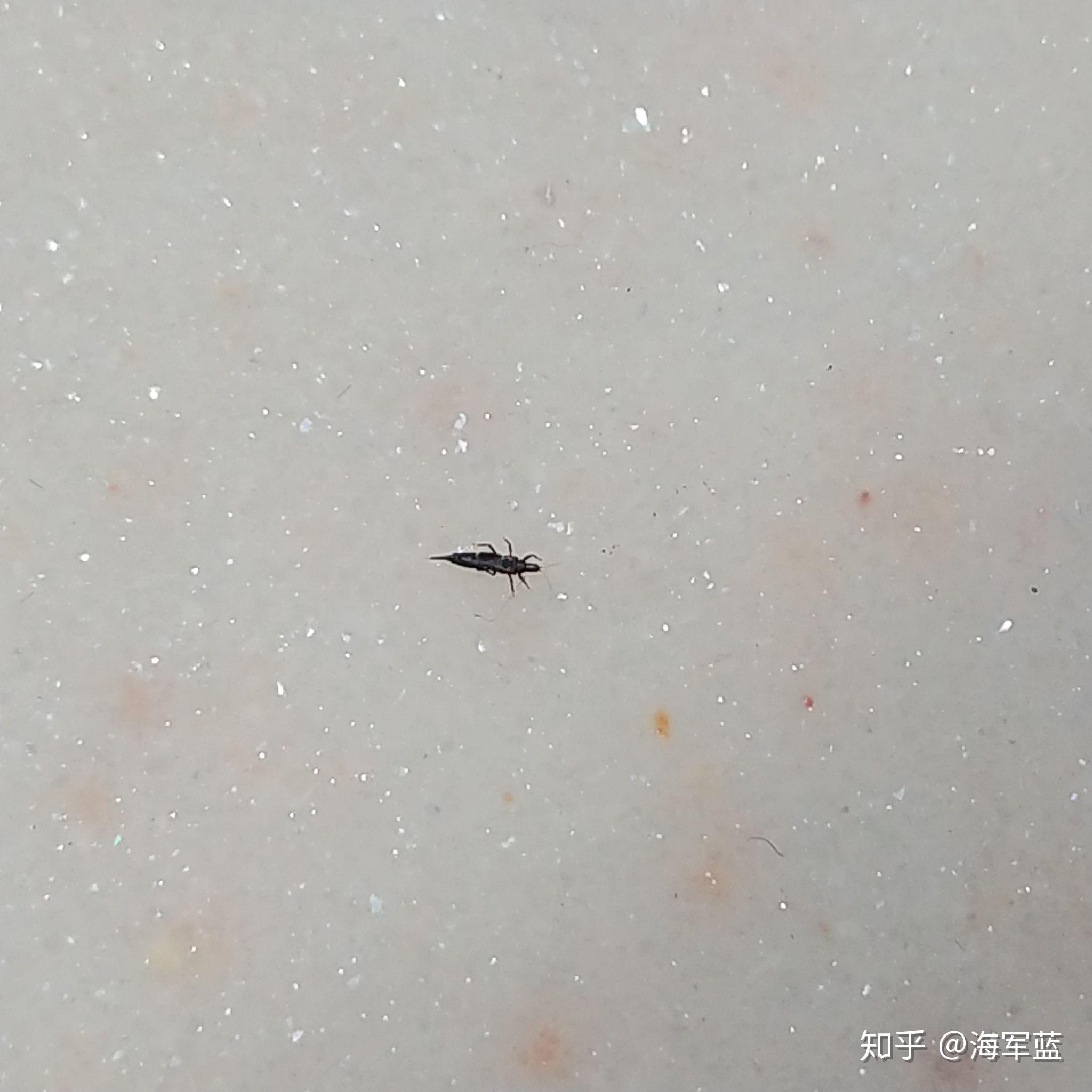 花园的出现了一种黑色会翘尾巴虫,它喜欢黄色衣服,请问怎么消灭(附图)