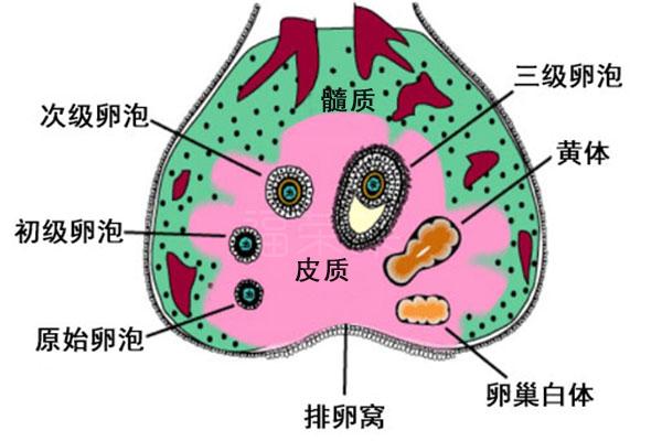 次级卵泡结构图图片