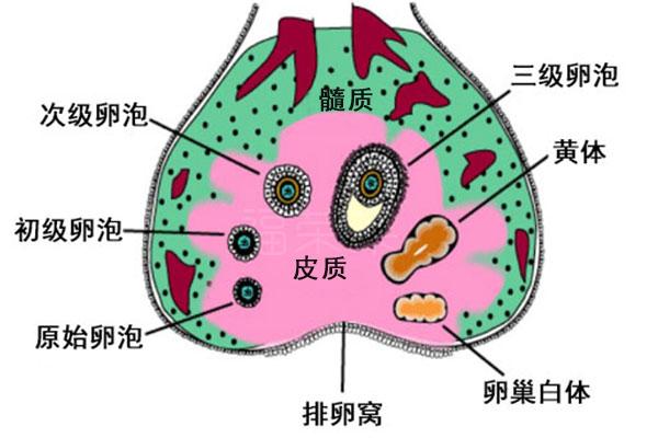 母马的卵泡发育和排卵