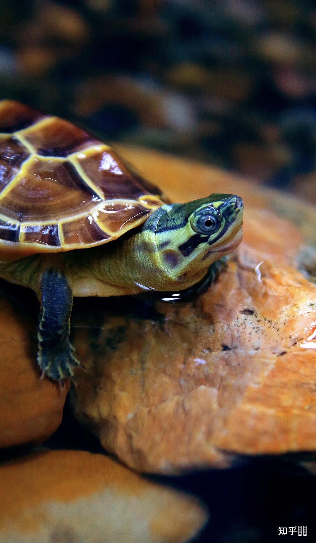 有哪些好看的乌龟照片? - 知乎