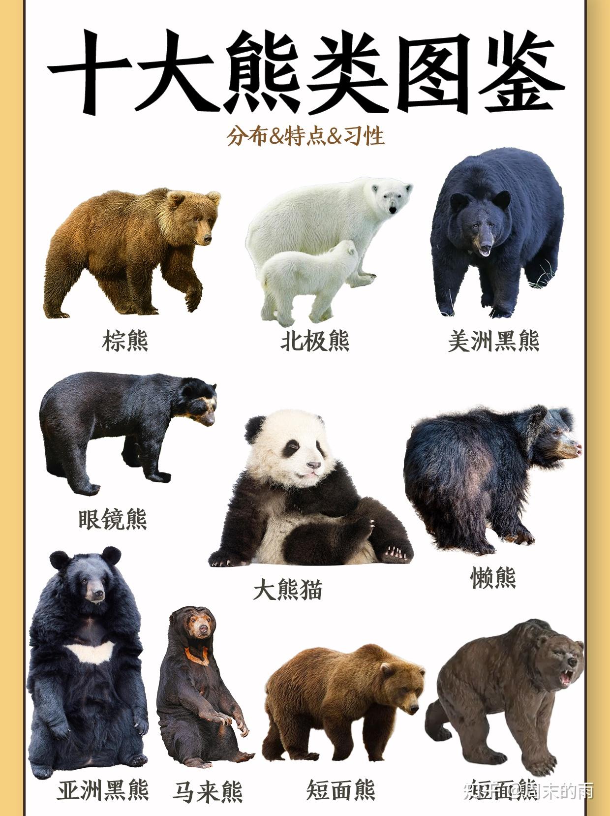 10大熊类图鉴大赏,大熊猫为什么不用冬眠? - 知乎