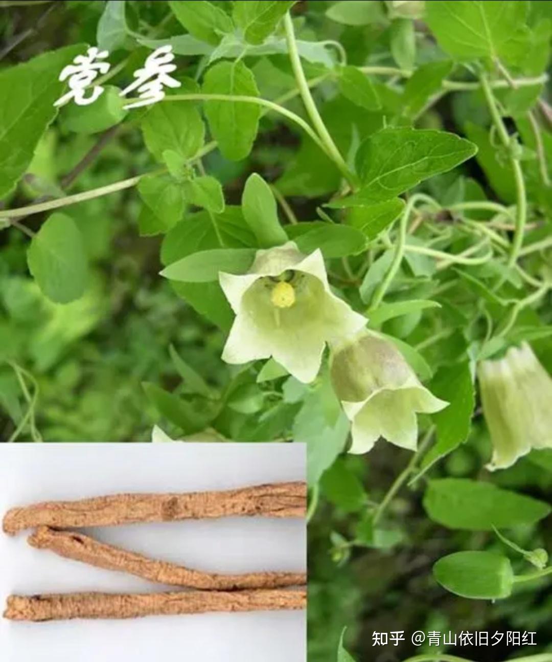 中药里党参的功效有哪些? - 知乎