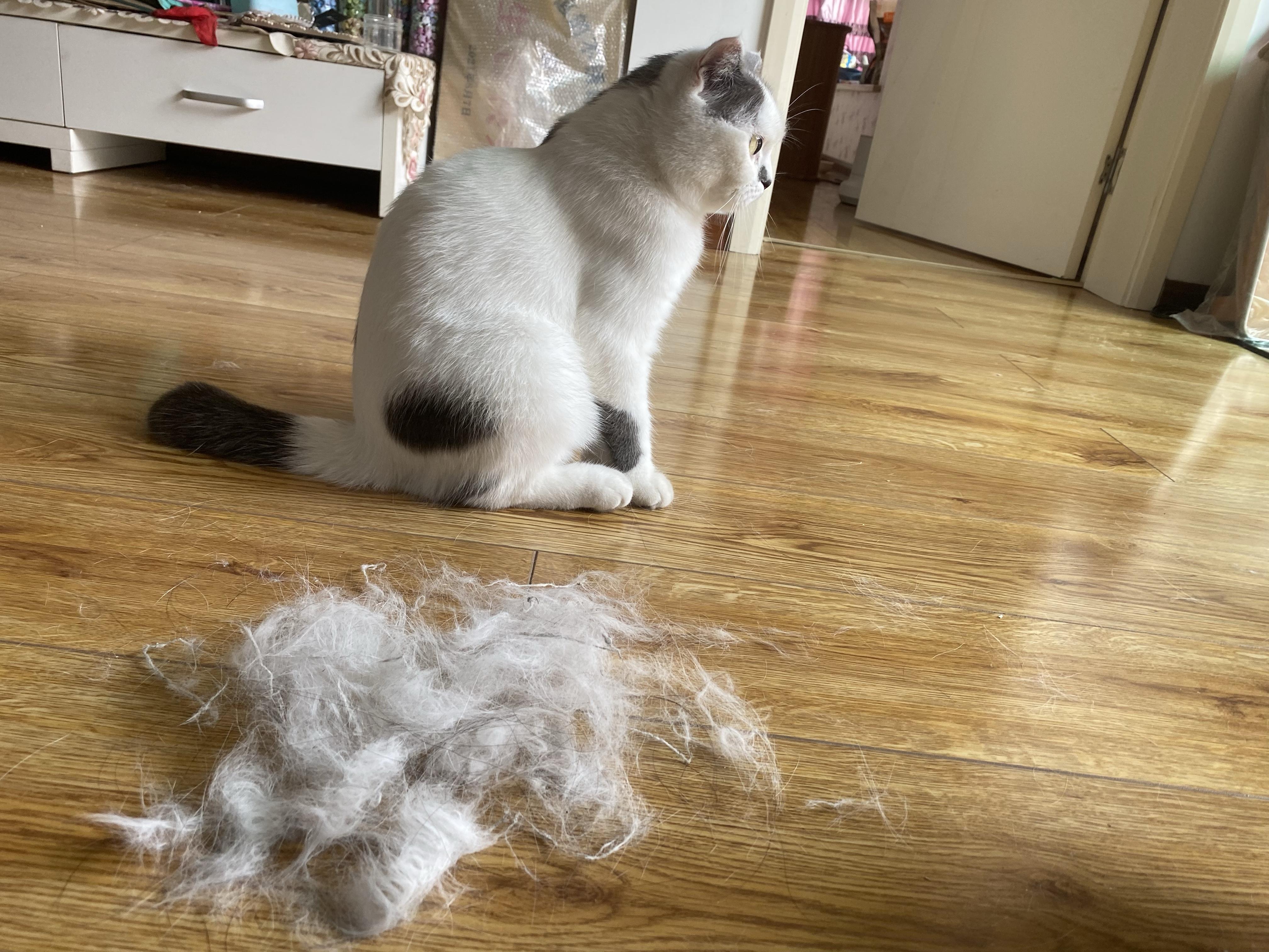 布偶猫掉毛有多厉害,能不能麻烦大家上照让我直接感受下? - 知乎