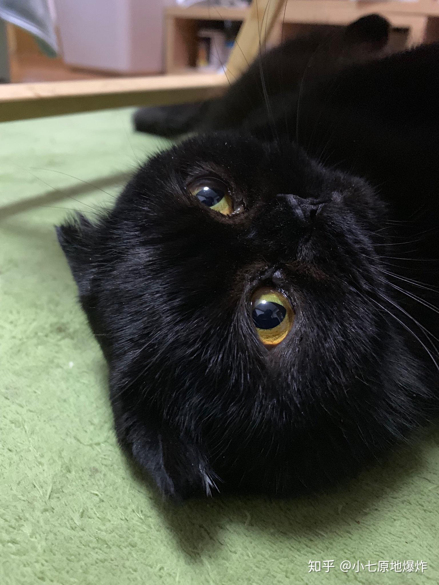 你见过最漂亮的黑猫是什么样子的