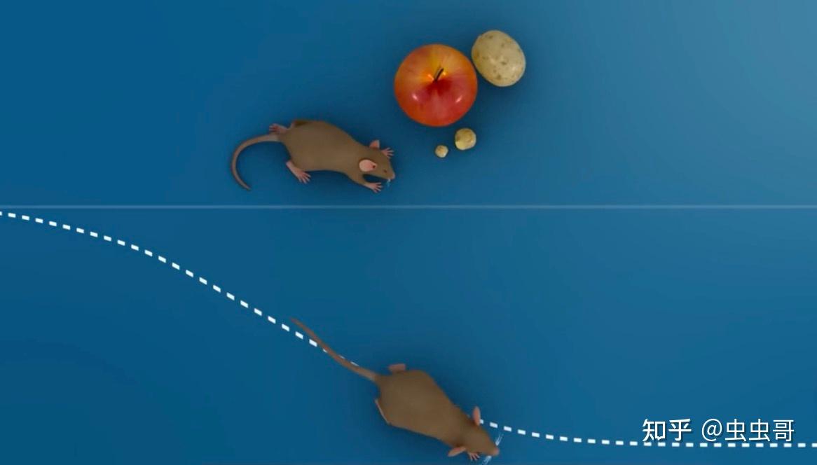 江西通报鼠头鸭脖事件调查情况判定异物为老鼠类啮齿动物头部有哪些