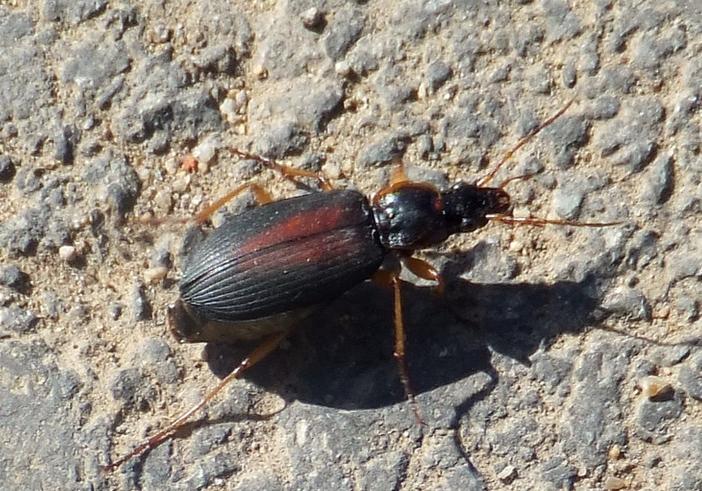 中华婪步甲为什么成批出现? - 知乎