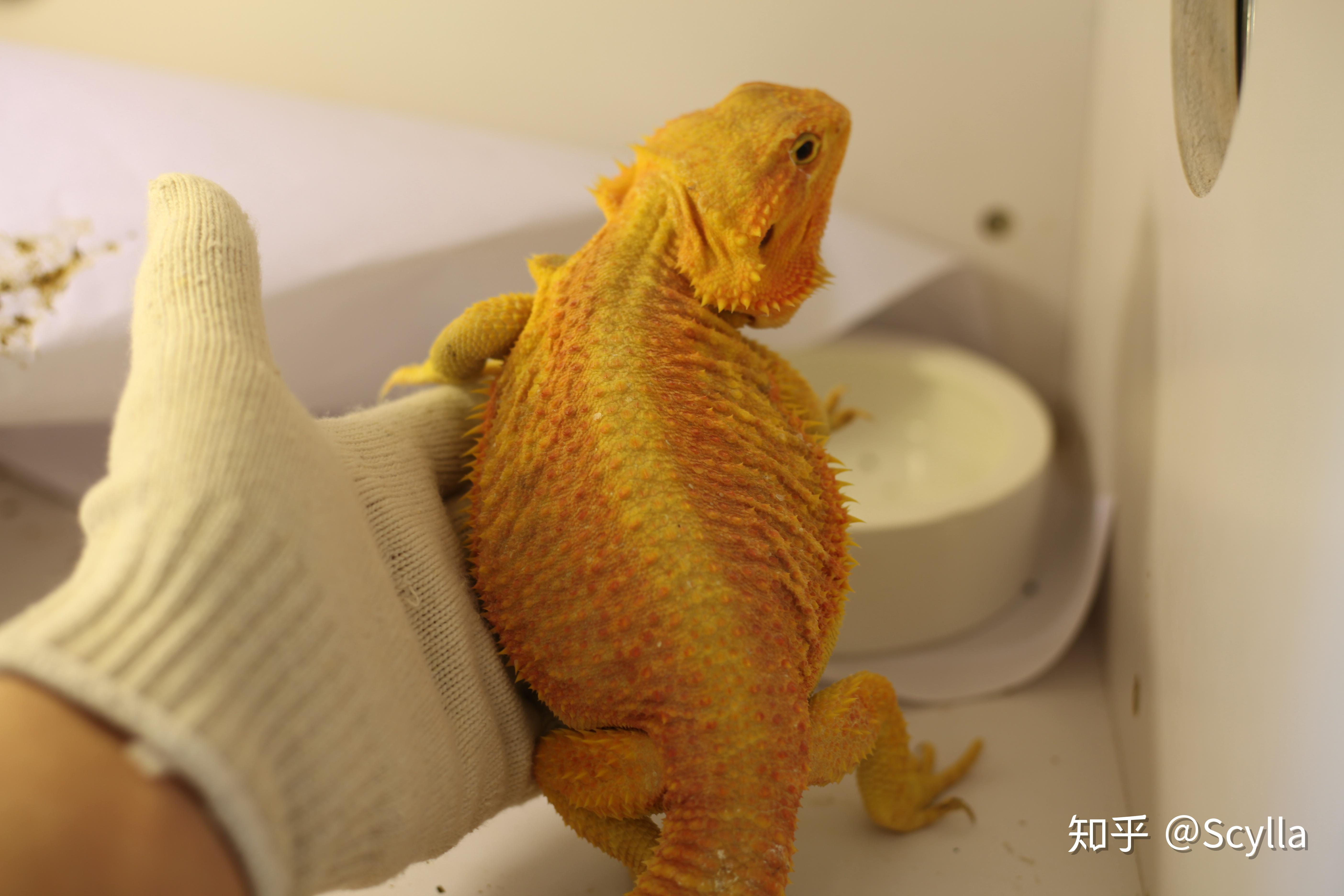 这里谁家养过鬃狮蜥