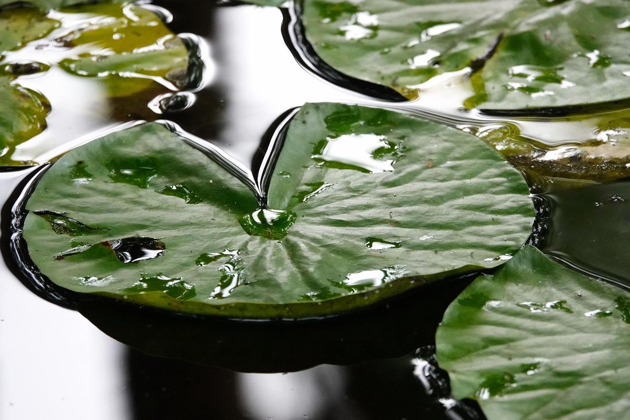 3. 百合盆栽行情