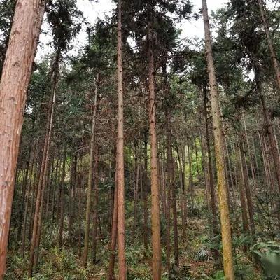 农村农民朋友种植杉木申请采伐注意事项,做到这几点,简单快捷 - 知乎