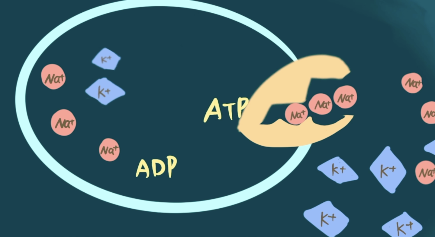 抗老回春的ATP（三磷酸腺苷） - 知乎