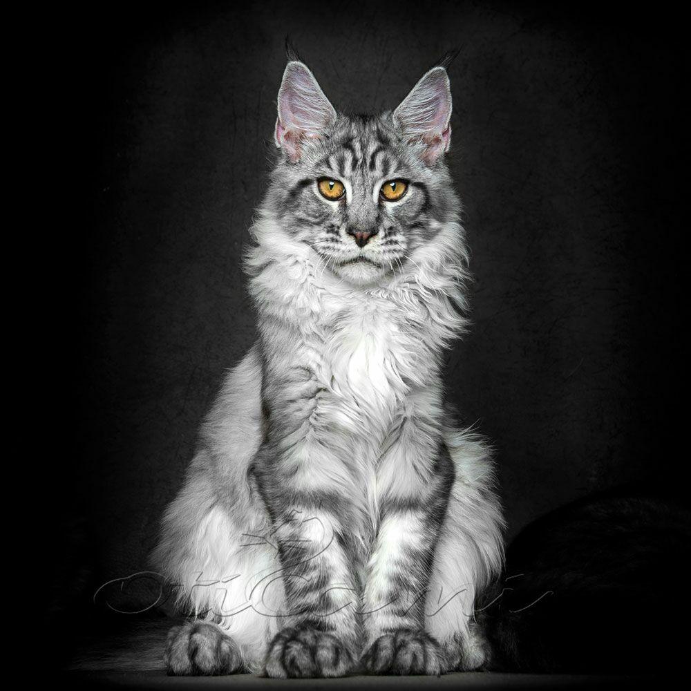 养缅因猫是一种怎样的体验