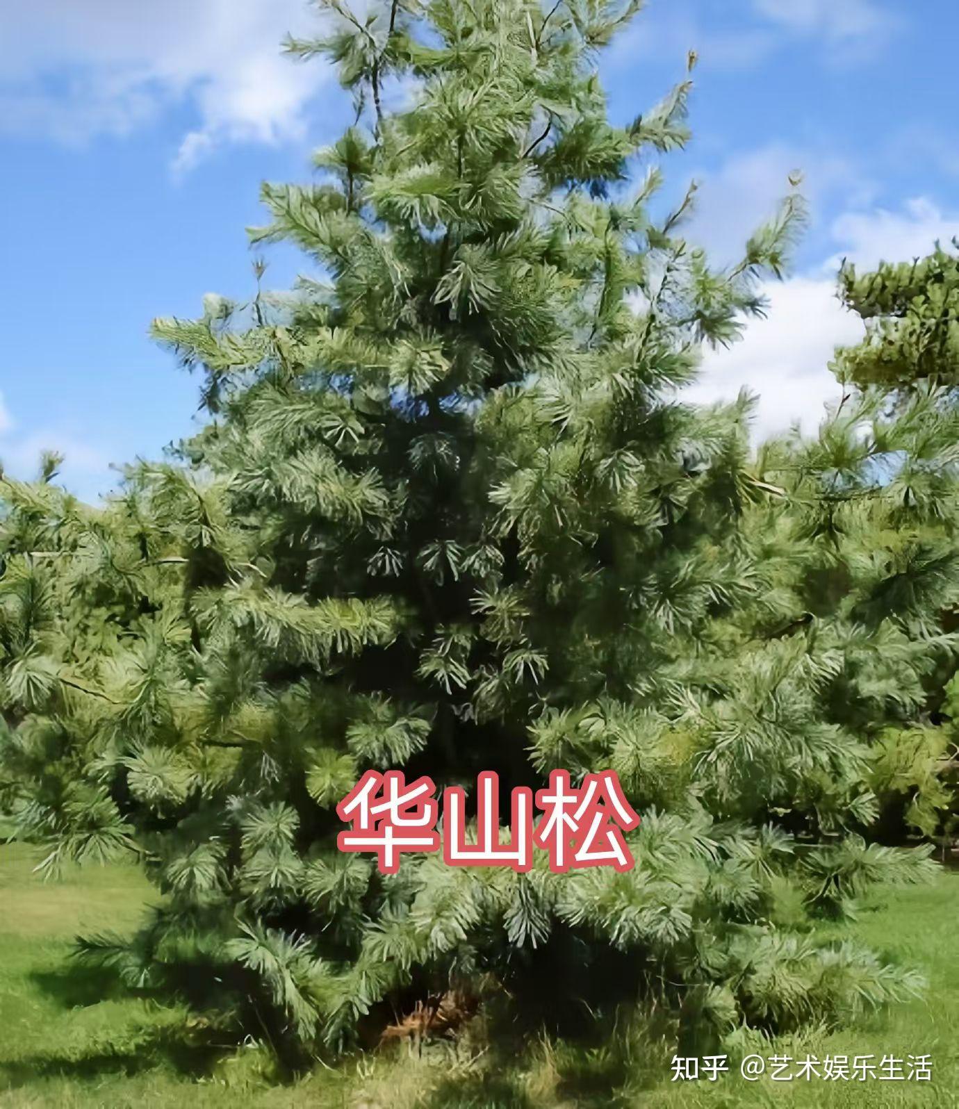 215种松科植物,最长寿的狐尾松已经活了4800岁 - 知乎