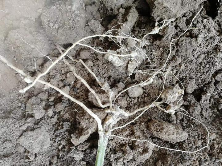 蔬菜根结线虫的危害及防治