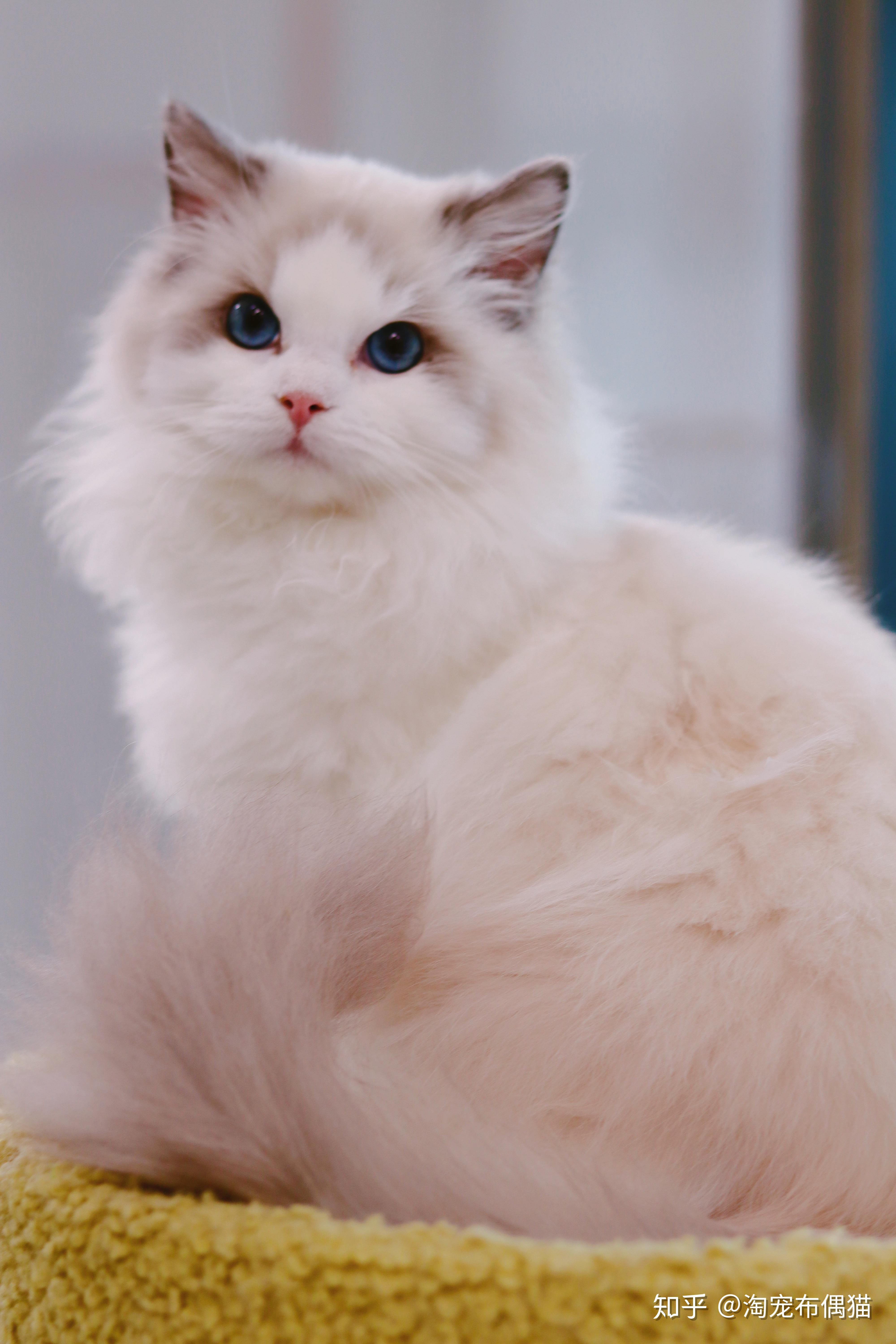 「布偶猫」的外形特点是什么,有哪些生活习性? - 知乎