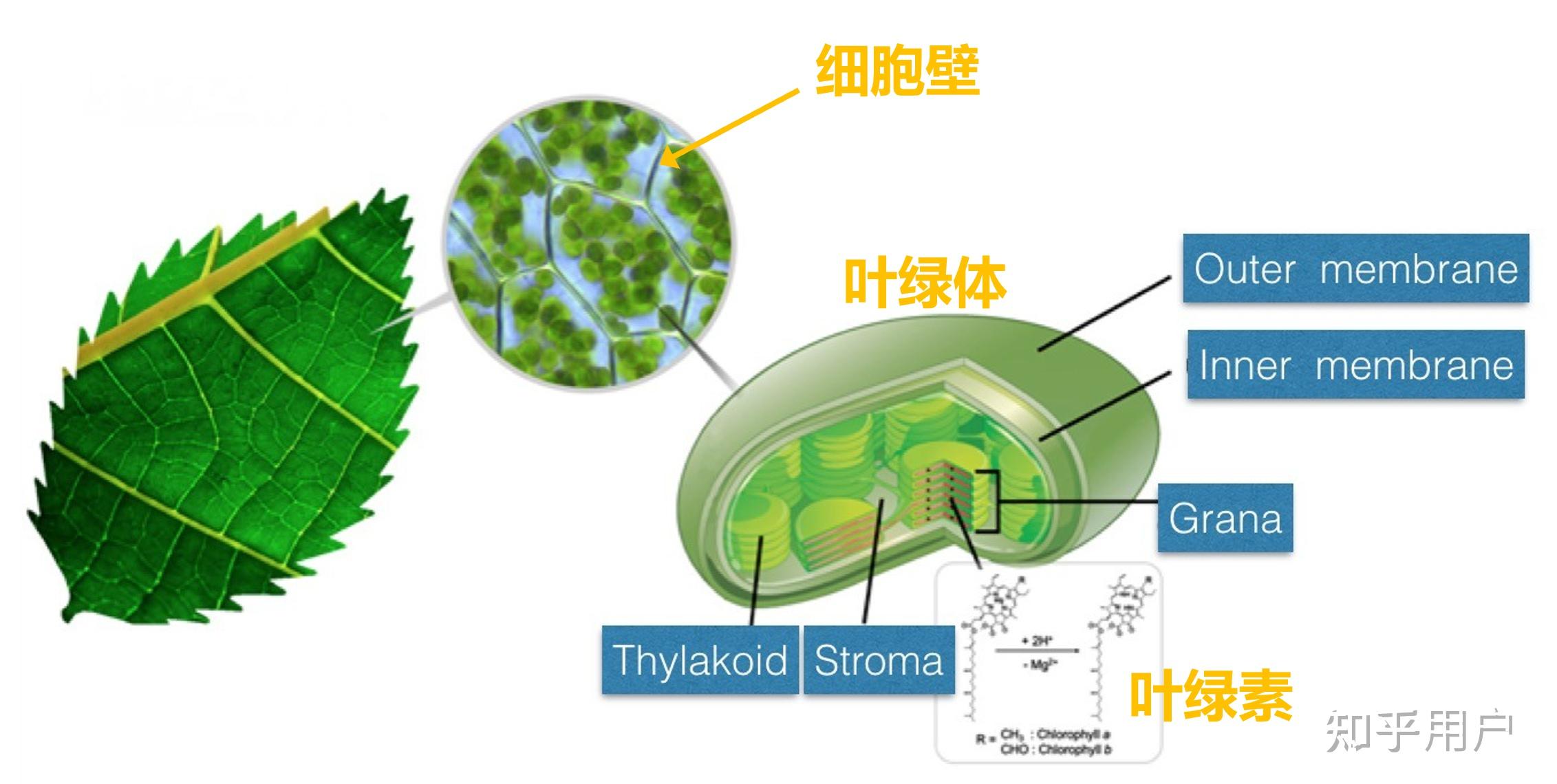 叶子,叶绿体和里面的叶绿素归根到底,叶绿素是一种不稳定的物质,容易