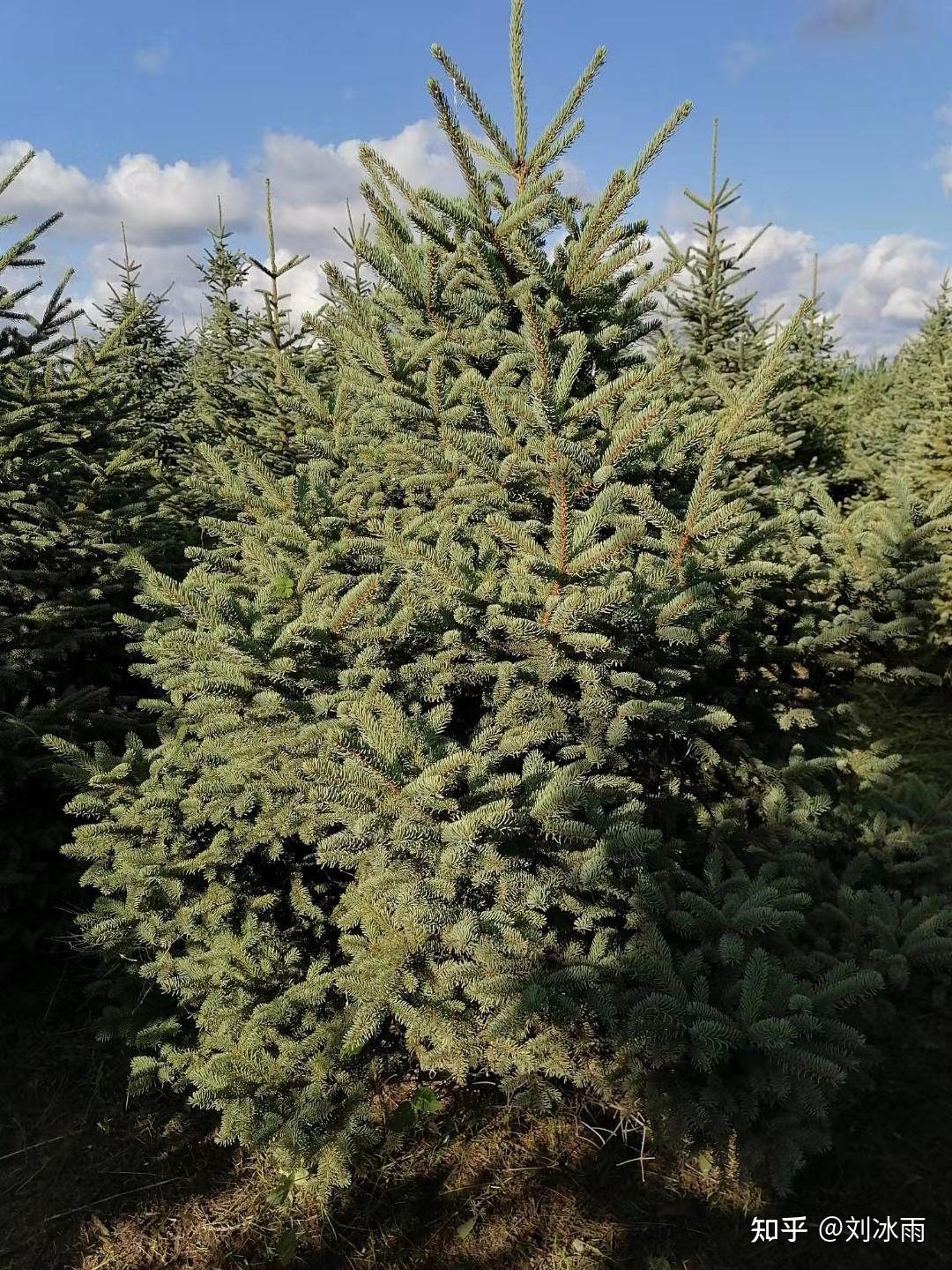 三十多年的红皮云杉胸径树高大概是多少左右