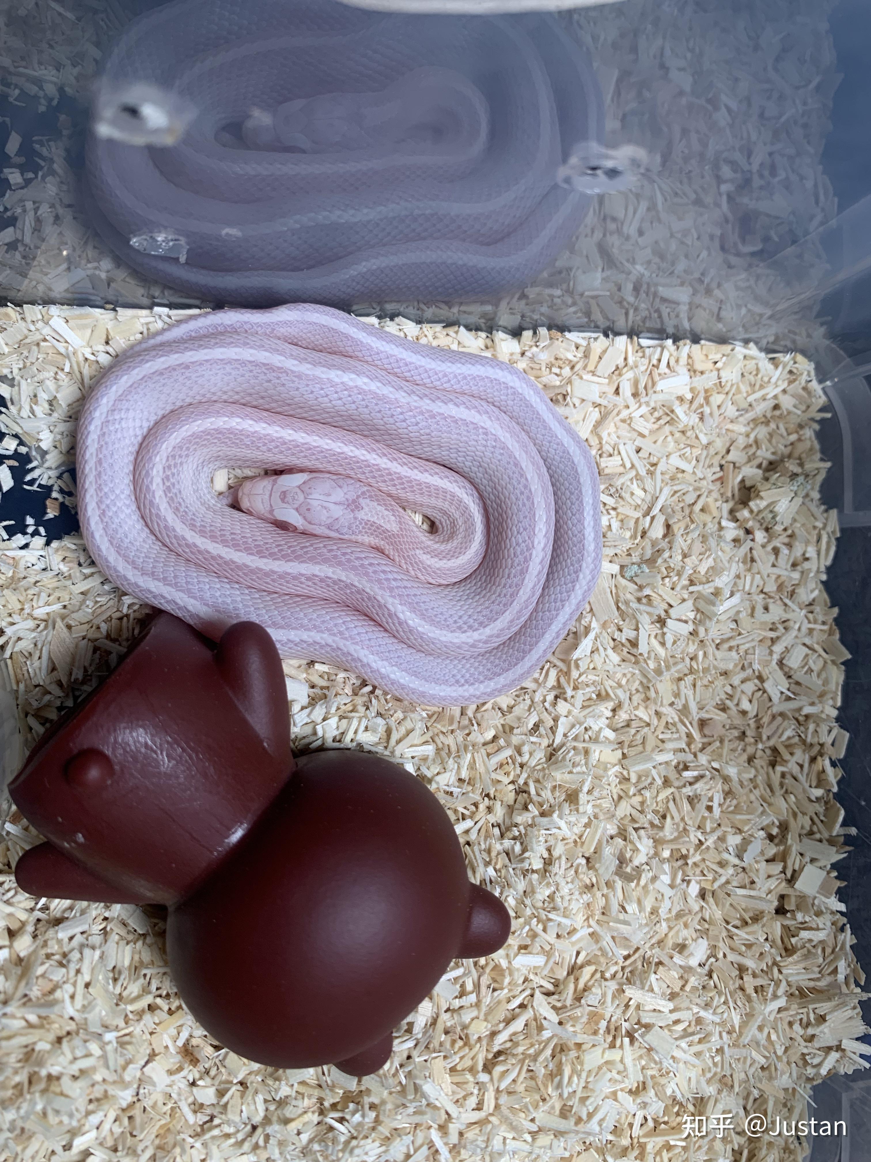 玉米蛇睡觉是睁着眼睛的吗