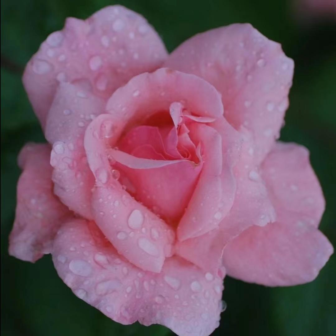 有什么适合中年人或老年人的微信头像?