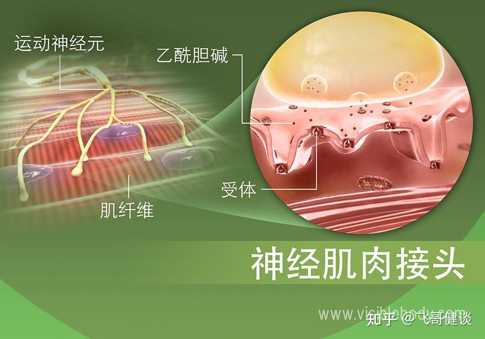 运动神经元是如何控制肌肉运动的? - 知乎