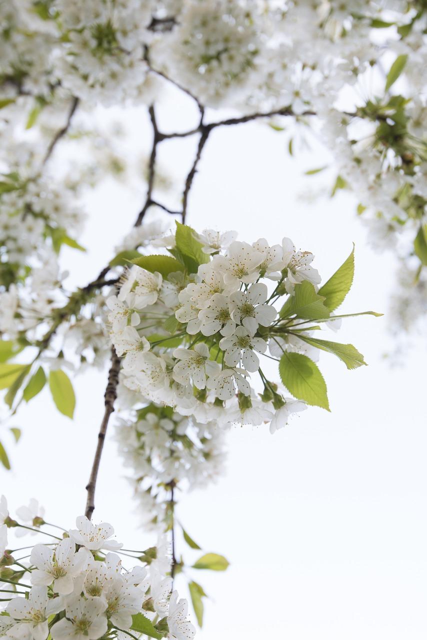 4. 修剪促进开花