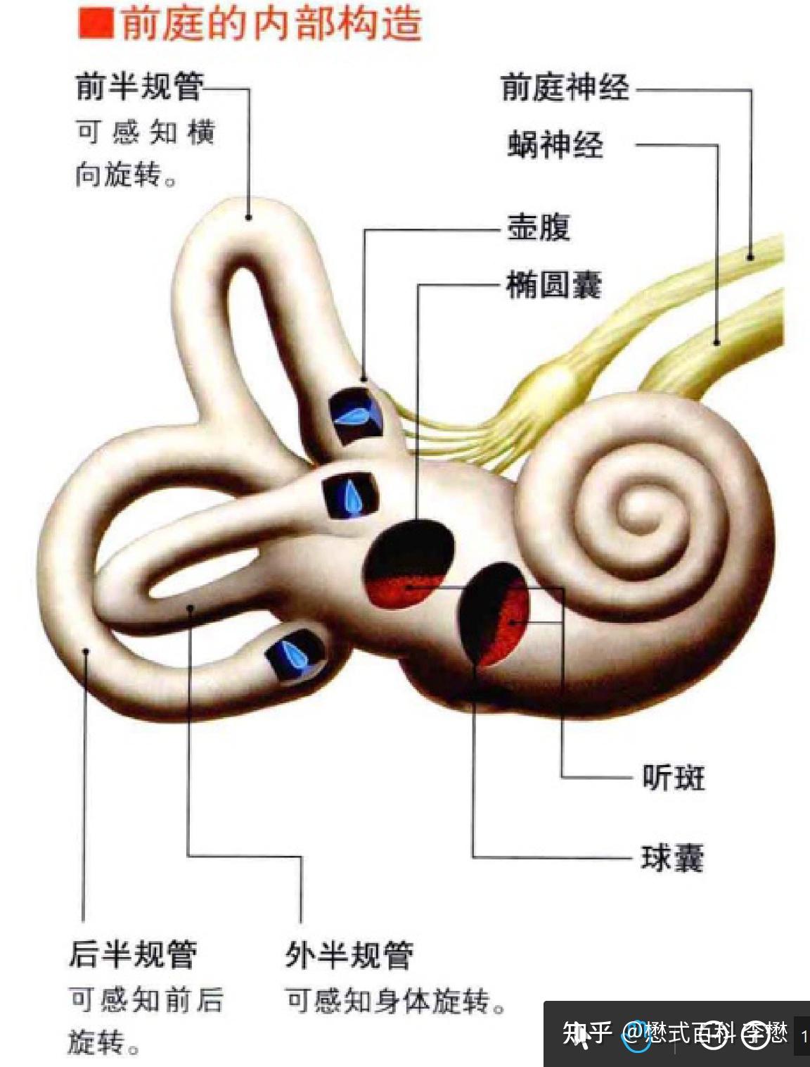 前庭大概在人体的哪个位置? - 知乎