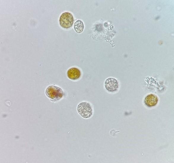初识虫黄藻 知乎