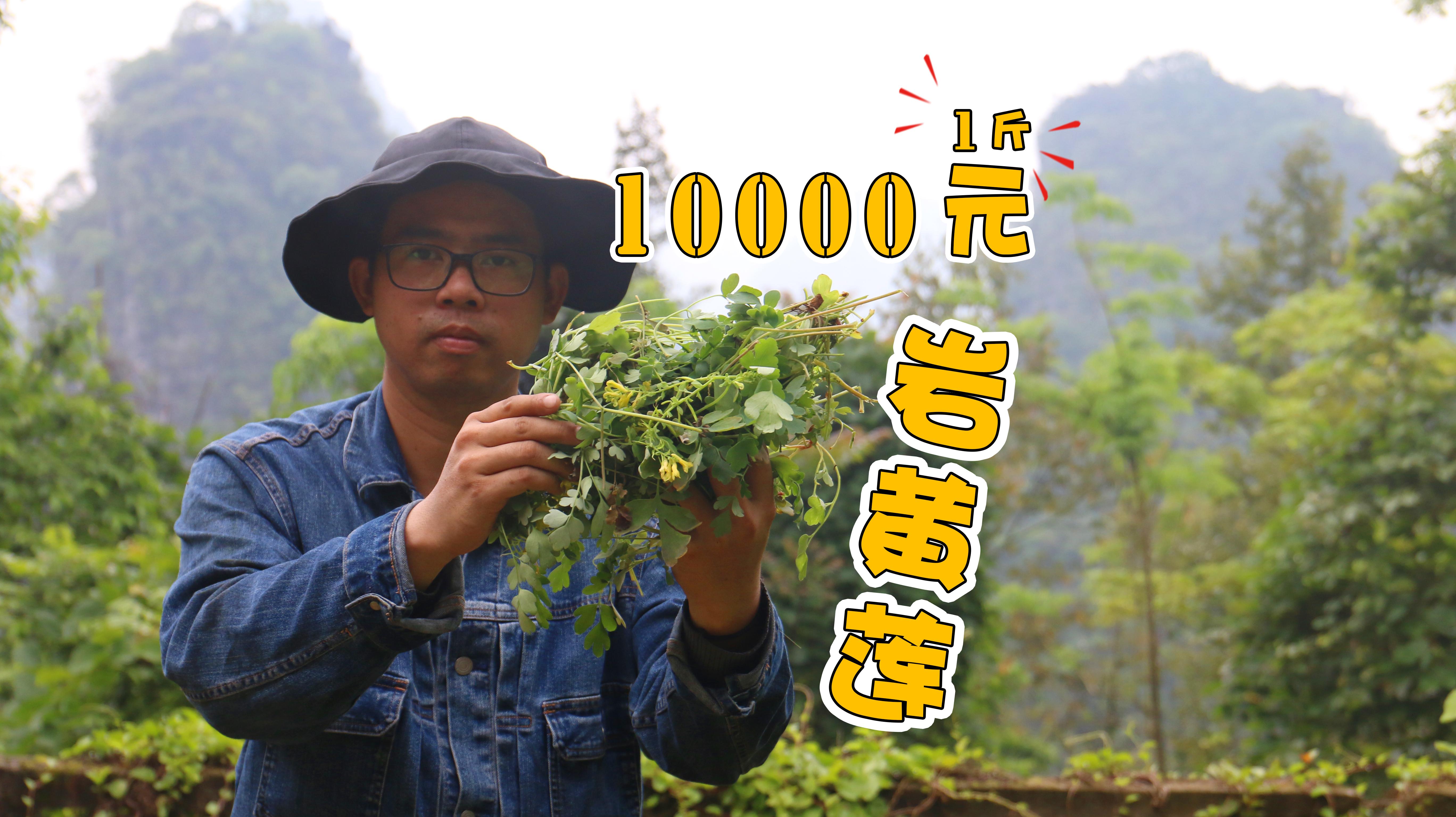 10000元一斤都没人采摘生长在悬崖峭壁之上的草药岩黄莲岩黄连中草药