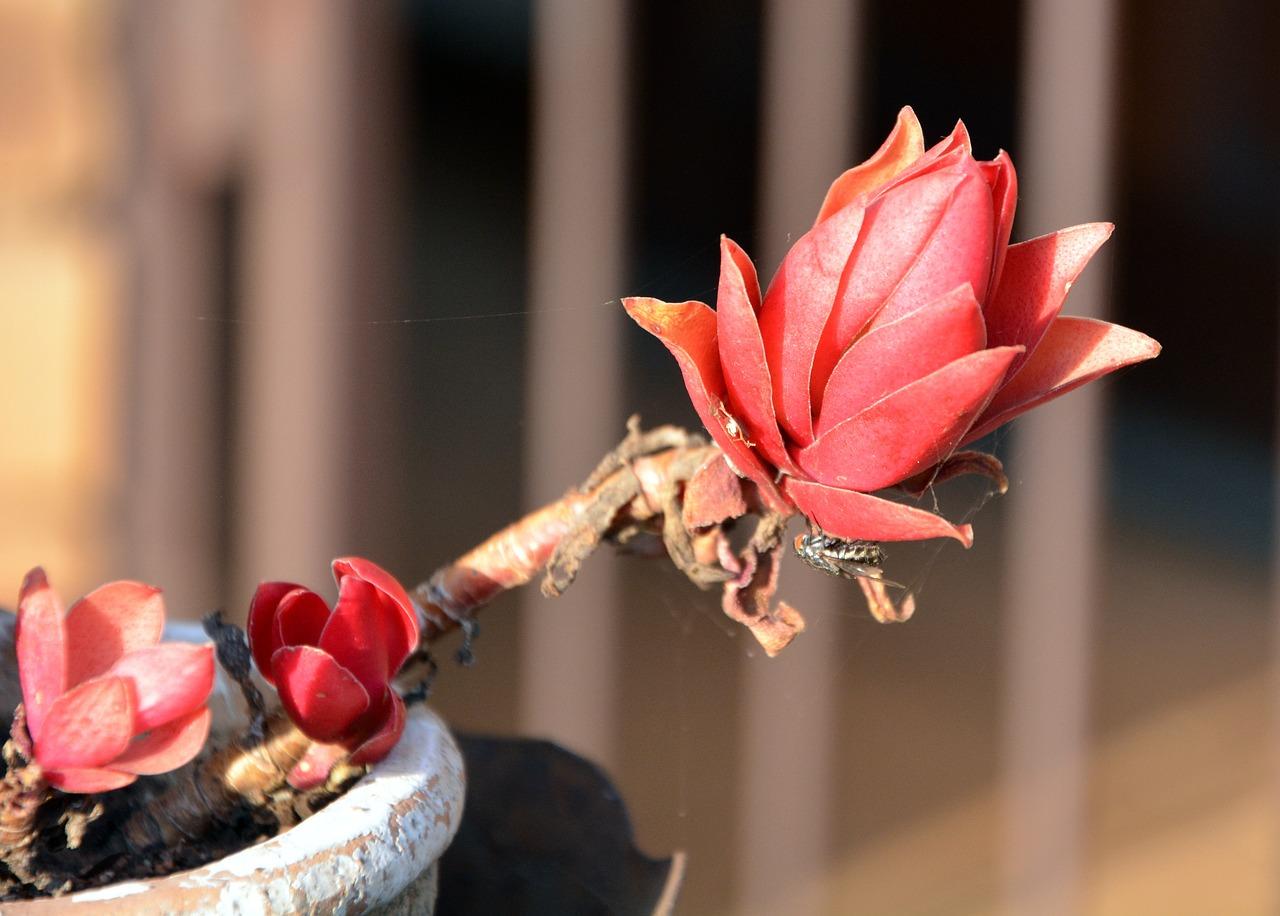 4. 树倒盆操作步骤