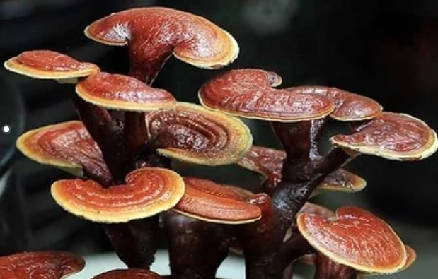 【食用菌表型】关于灵芝菌种的分离与育种那些事儿 - 知乎