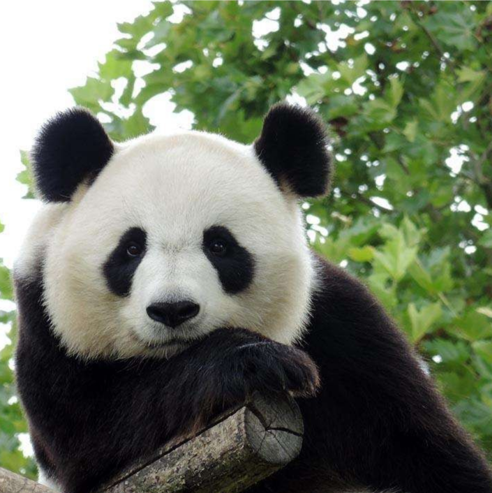 有可爱的熊猫头像吗? - 知乎