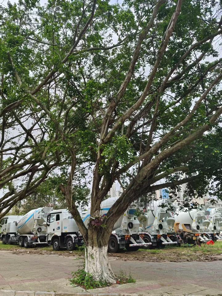 榕树(Ficus microcarpa L. f.) - 知乎