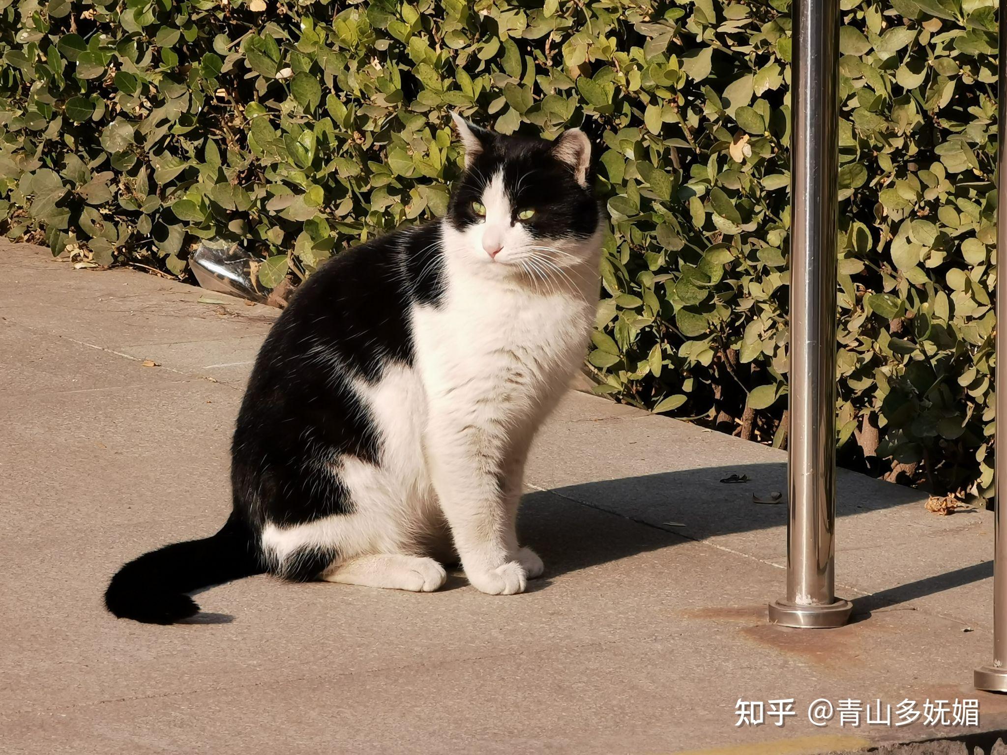 奶牛猫的颜值能高到什么程度