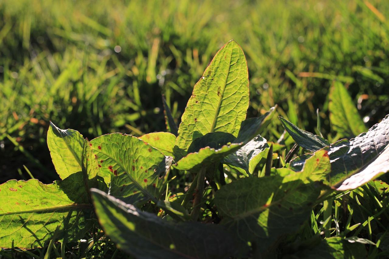 小叶榕树掉叶子怎么办