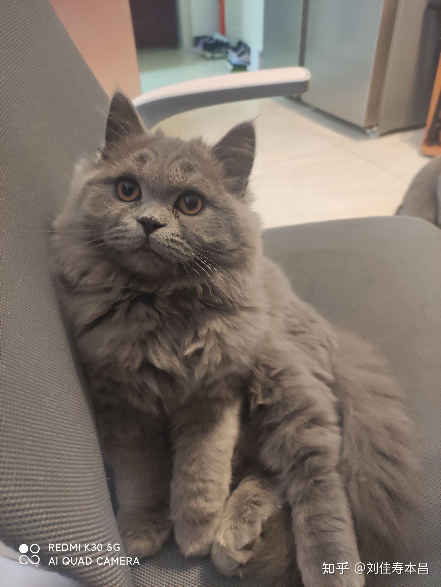 最近买了个两个月高地蓝猫请问各位养高地的知友有高地蓝猫长大的样子