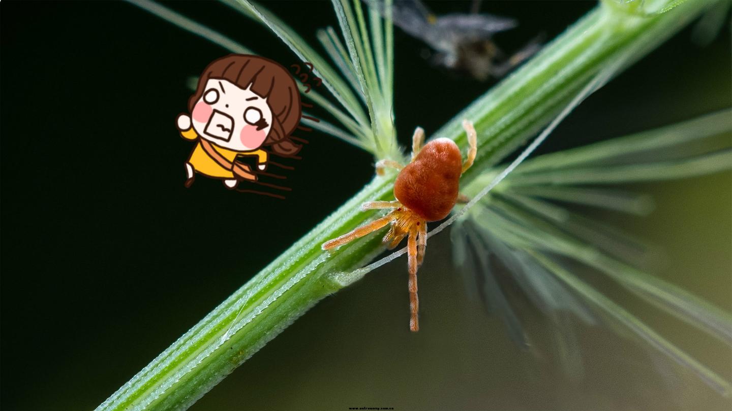 警报 又到红蜘蛛高发期 不这样处理 别怪你的花长不好 知乎 警报 又到红蜘蛛高发期 不这样处理 别怪你的花长不好 知乎