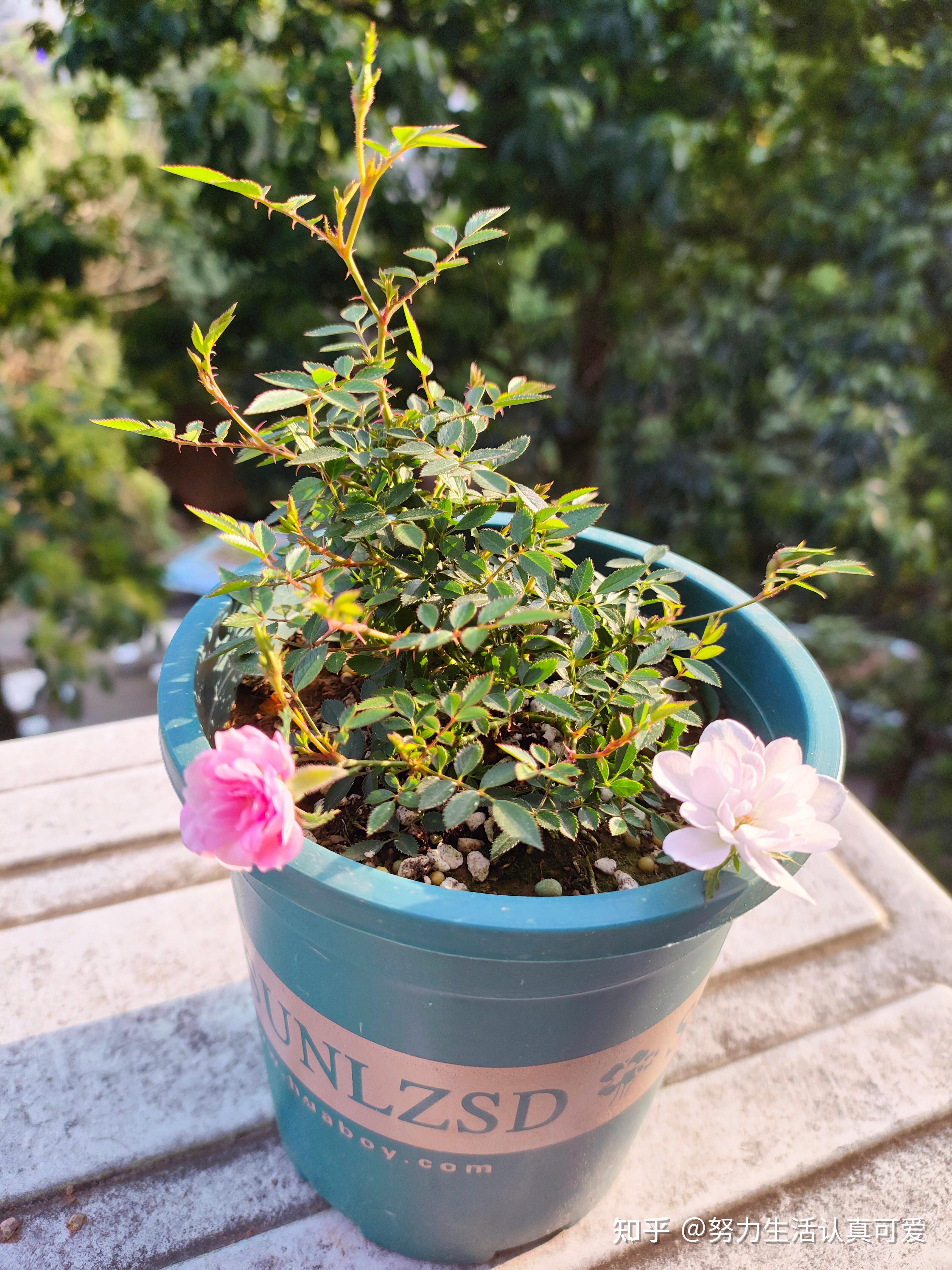 姬月季姬乙女怎么养护