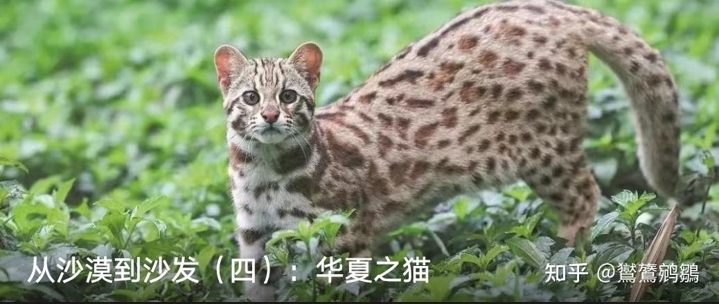中国本土的猫咪是怎么起源的? - 知乎