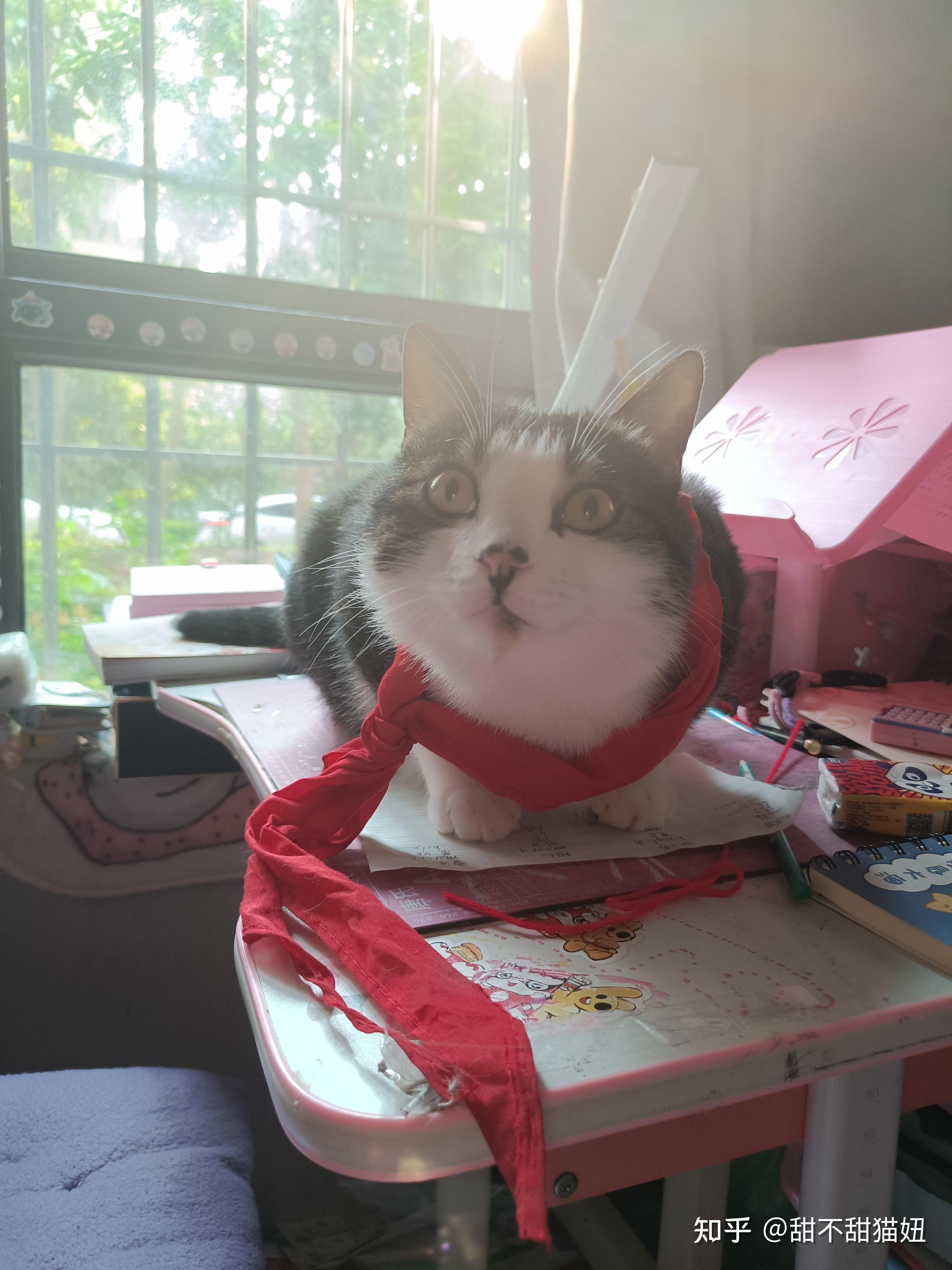 一开门猫就往出跑怎么办