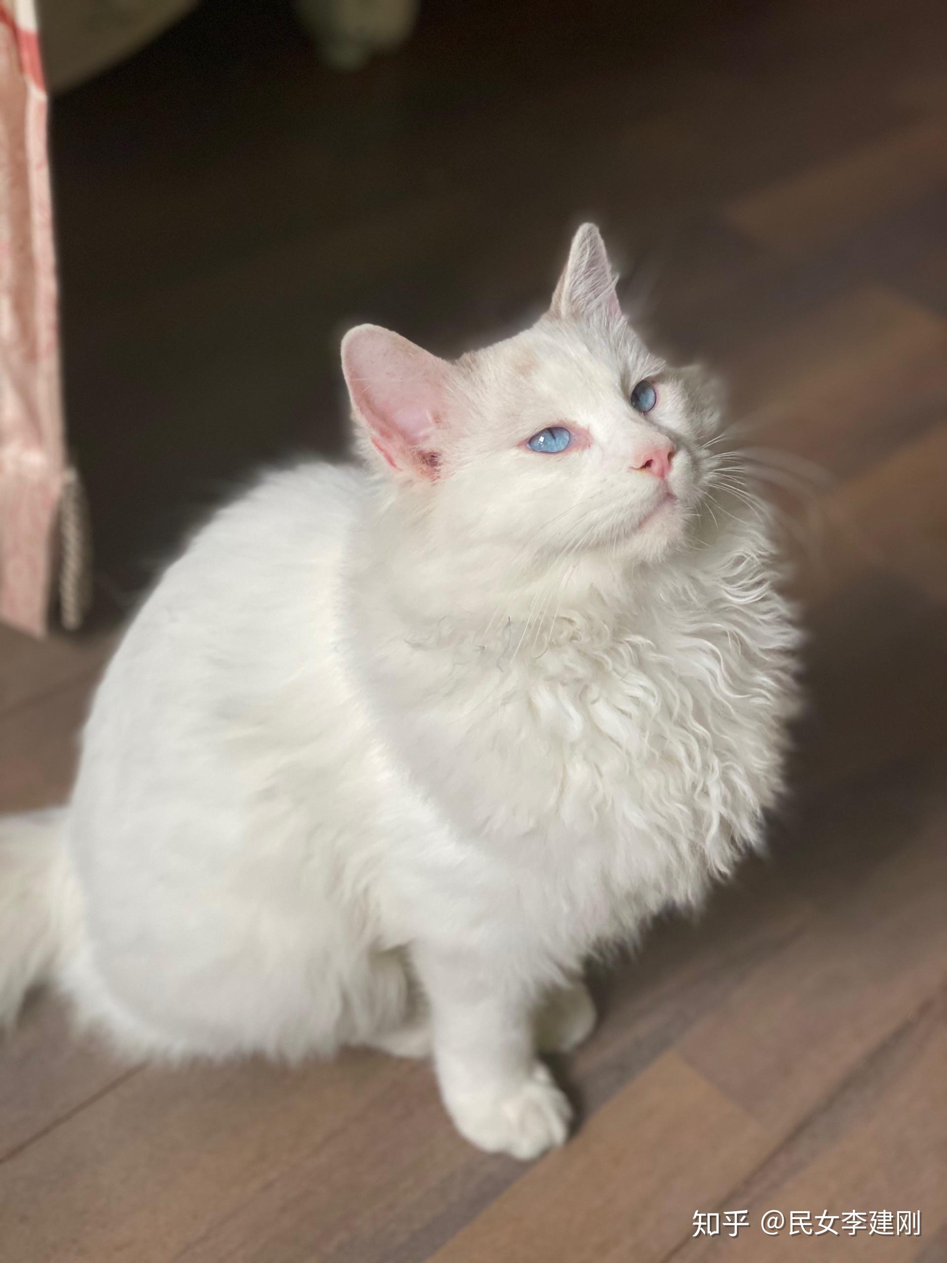 5个月的布偶猫脸是白色的,以后会有面具吗? - 知乎