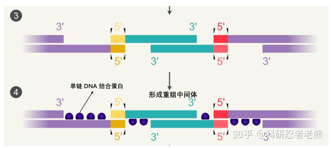 引物设计初级篇之选择（无缝克隆）同源重组or酶切酶连？ - 知乎