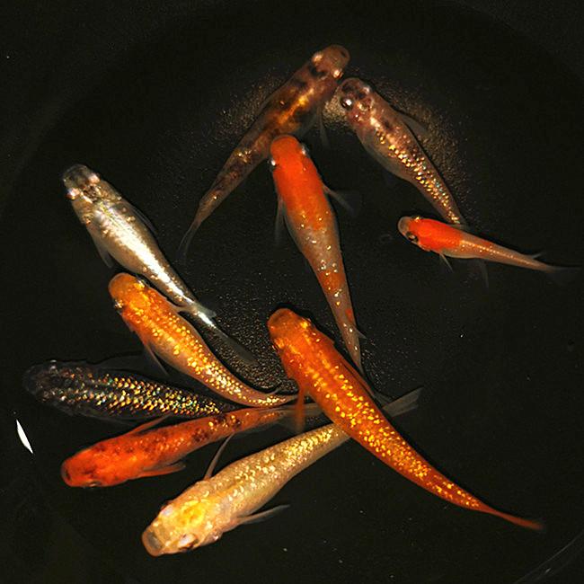 有没有迷你草金鱼?