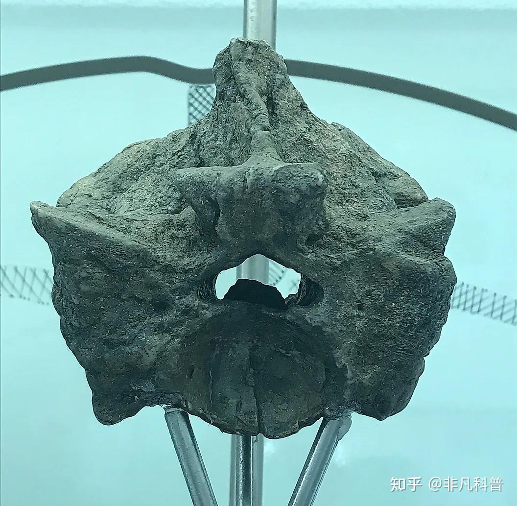 泰坦巨蟒是地球上爬行过的最大的蛇 - 知乎
