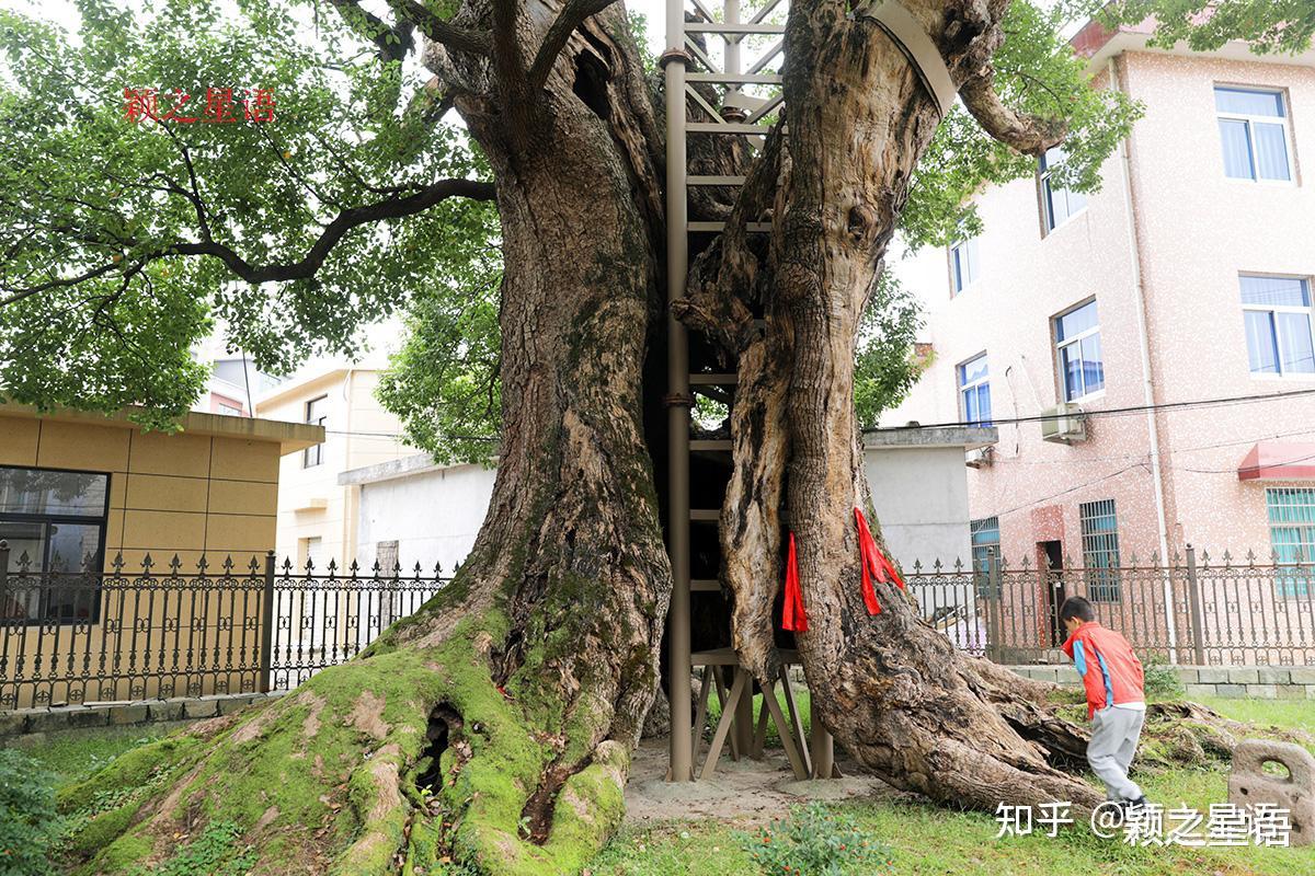 宁波的市树，为什么是樟树？到底谁是最古老的樟树王 - 知乎