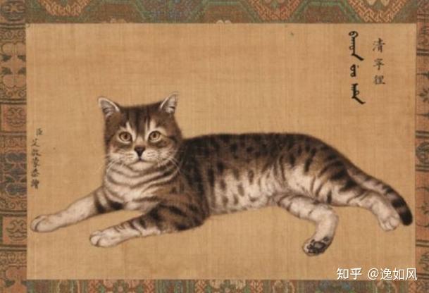 家猫是怎样进化的 - 知乎
