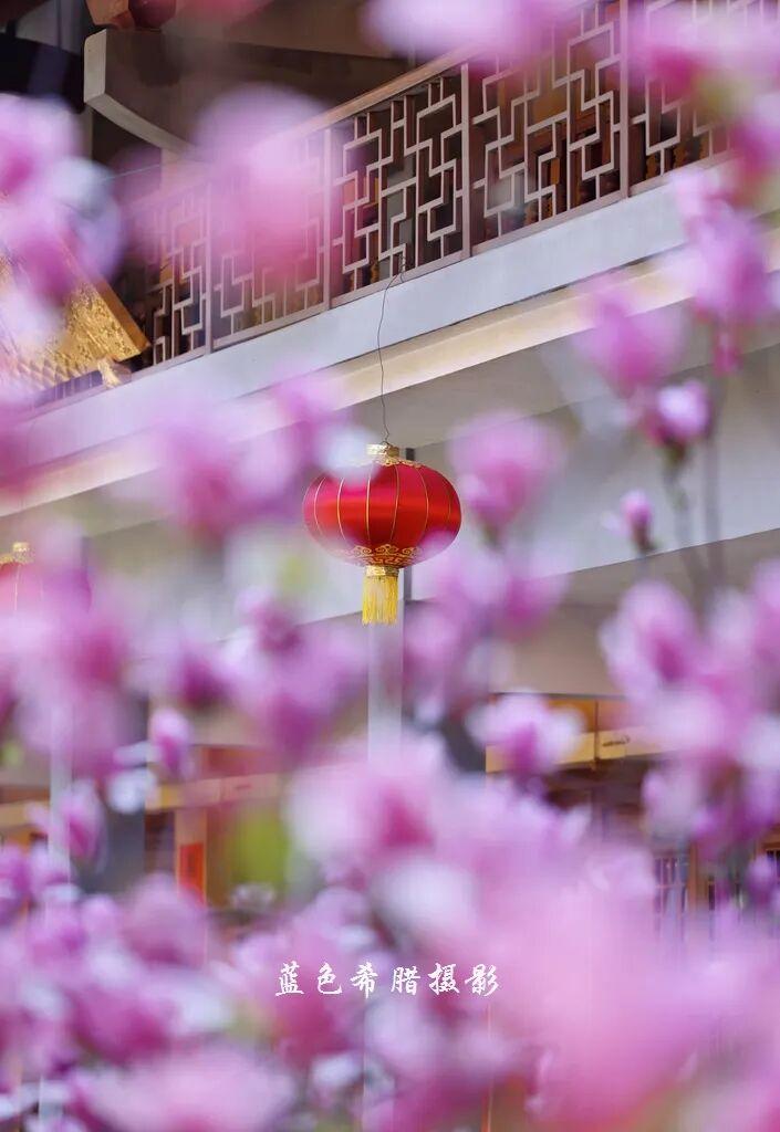 当春花遇见建筑,一起同框拍照,氛围感拉满!