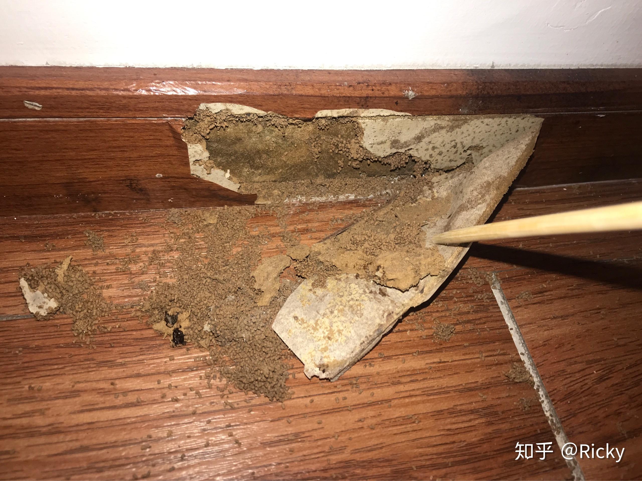 墙角有咖啡色虫卵,求彻底根除办法? - 知乎