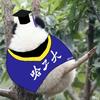 添柴小熊猫