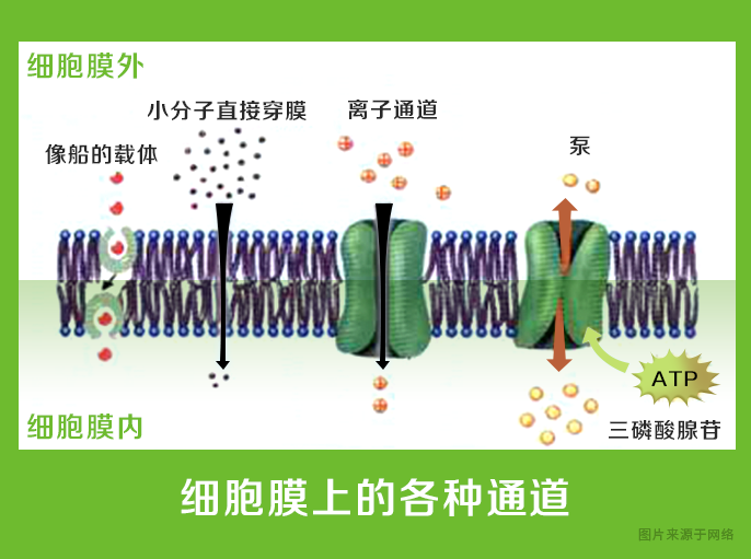 如何区分钾离子通道和钠离子通道? - 知乎