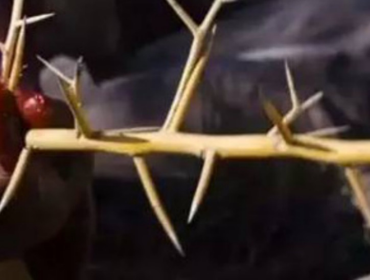 起到固定和缝合作用的荆棘